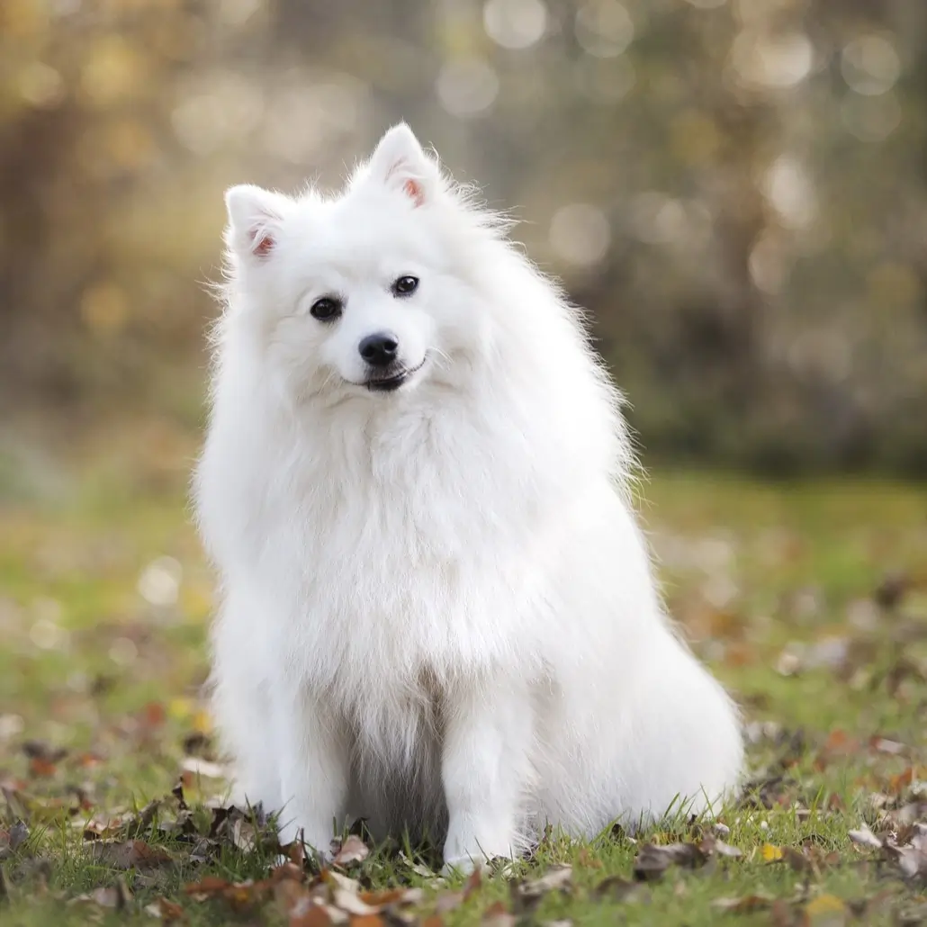 White fluffy dog