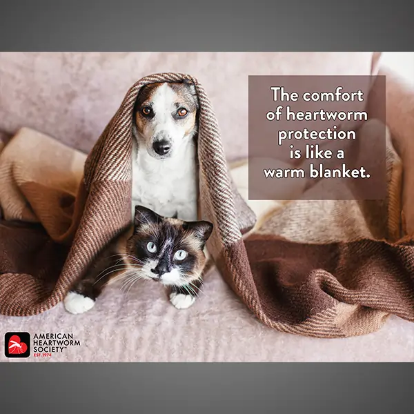 Heartworm protection is like a warm blanket