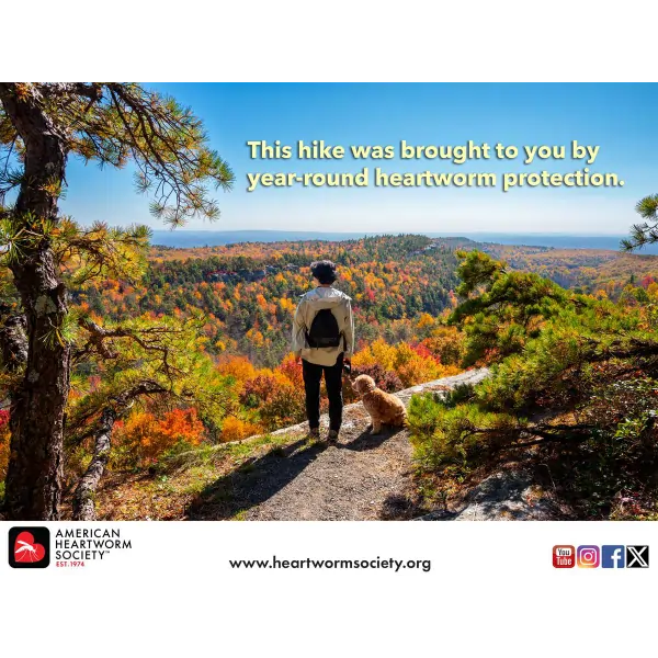 Dog with man on a beautiful hike