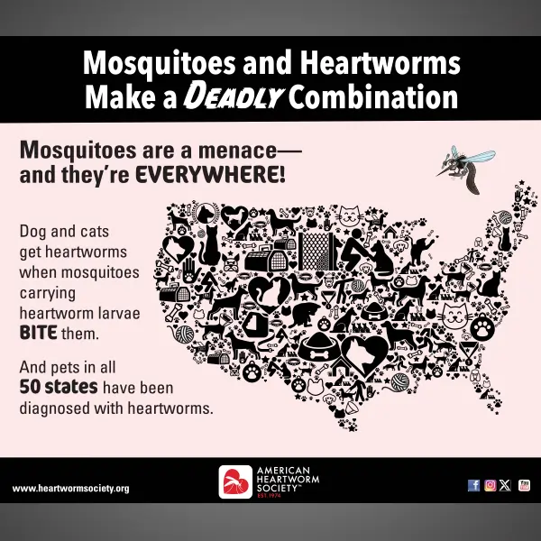 United States made out of dog/cat images with mosquito flying overhead United States made out of dog/cat images with mosquito flying overhead